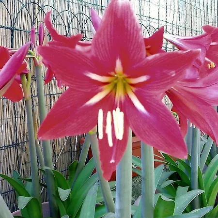 Il Giglio Rosso 아파트 *